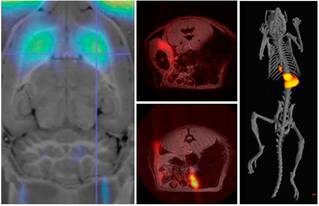 Imagen Preclínica | MicroPET, MicroCT y Equipos Avanzados | ReDiB - Red ...